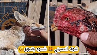 حصيني 🦊 ينتشر بالمناطق السكنية ويأكل الدجاج العرب وباقي الدواجن