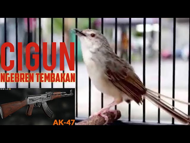 Cigun Gacor Ngebren Panjang Tembakan AK 47 class=