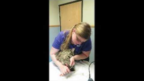 AVMA Required Task Video