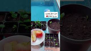 زراعة التفاح من البذور  | نوع ناجح للزراعة | الجزء الاول 😍👍🏻