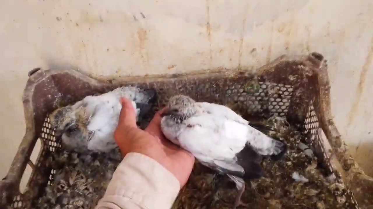 Bareding Waly kabotr dekhen