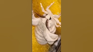 First silkworm cocoon on artificial diet out of season. #silkworm #silk #naturalfibers #nzmade