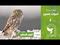 صوت البوم الصغير ام قويق البومة Little Owl Sound Chouette Baykuş сова Búho 猫头鹰 اللو 貓頭鷹 Uil 