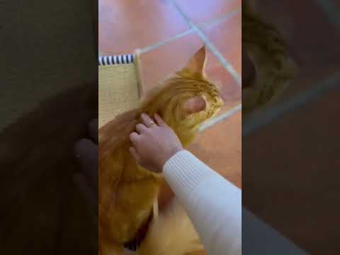 new cat cafe
