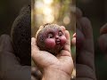 A velvet treasure hidden beneath the earth! 🩸💎✨ #asmr #oddlysatisfying #viral #trending #shorts