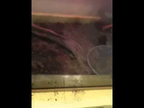 petco hours Ball python care