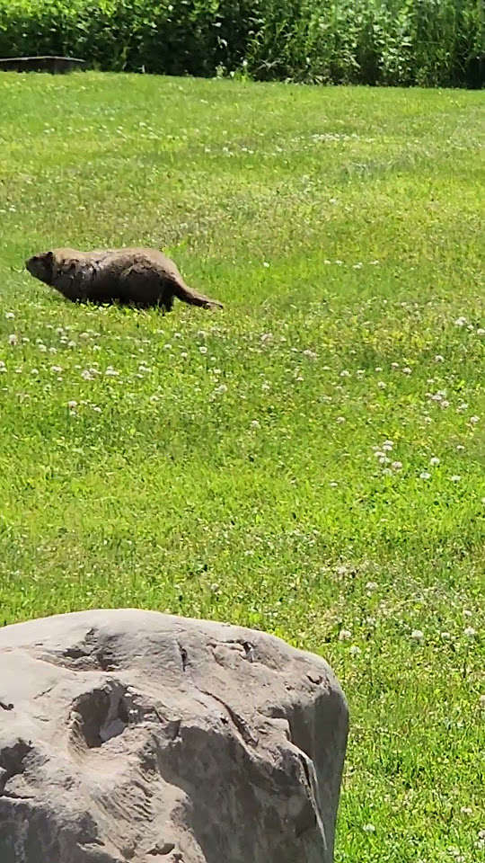 Cute Groundhog Eats and then Runs Away - YouTube