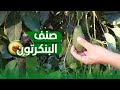 أفوكادو مصر صنف البنكرتون