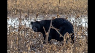 Black Bear Eating Reeds - Alligator River National Wildlife Refuge - North Carolina USA