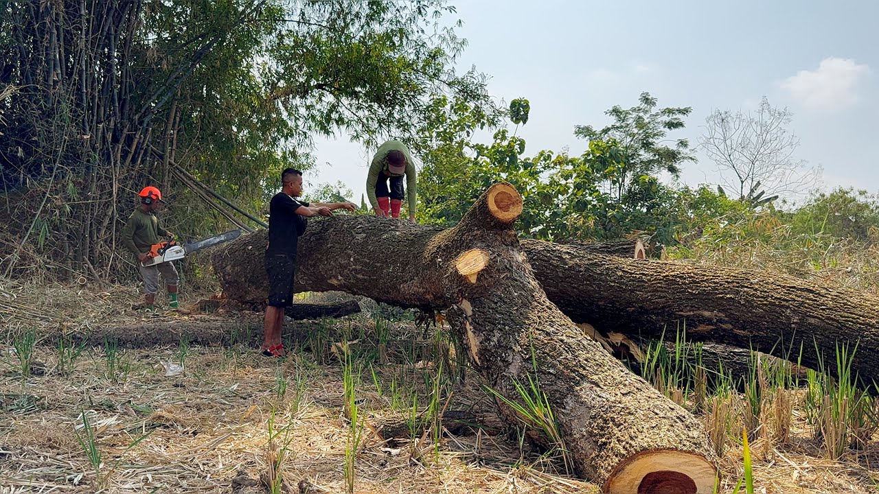 Shocking... The Fall of 2 Trembesi Trees in the Rice Field! - YouTube