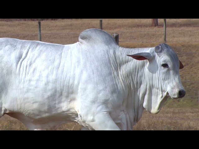 LOTE 01- EBOMA 9261 | 42º MEGA LEILÃO ANUAL CARPA TOUROS