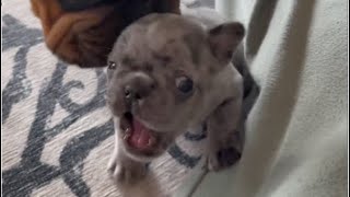 Tiny Frenchie is cranky because his mother put him in a pink cage. Bruiser ep1