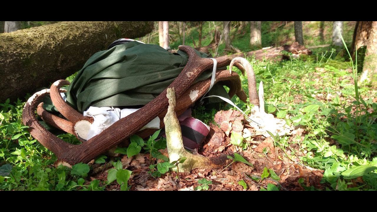 Palchi di Cervo - Ripuliamo il bosco - Grato al Bosco
