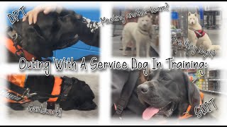 Service Dog In Training Vlog!: Meeting Another Dog, Distractions, Alerts, and Guide Work!
