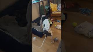 Greyhound Flips Over Trying to Get Into Bed