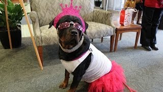 Therapy Dog to Compete in Westminster Kennel Club Dog Show | UPMC