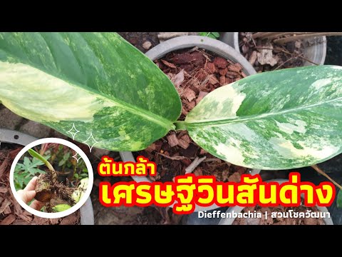 Dieffenbachia sp.ARACEAE รีวิวต้นกล้า เศรษฐีวินสันด่าง ~หลังจากชำหน่อขยายพันธุ์แล้ว 🌿 