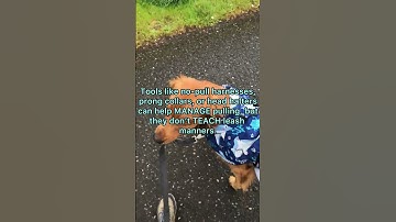 Loose leash walking lies #dogtraining #dog  #goldenretriever #gsds