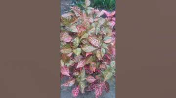 Iresine Herbstii Blood Leaf Plant Plants Colourfulplants Shorts 