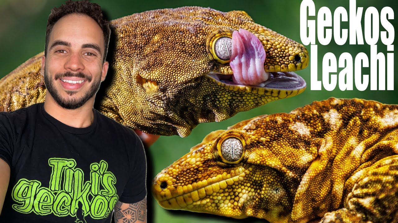 Mi Coleccion de Geckos Gigantes! IMPRESIONANTE*