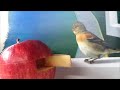 Miniature Food Cooking#37 Afternoon snack (Apple jam)미니어쳐 오후 간식 사과 잼 ミニチュア料理 午後のおやつ