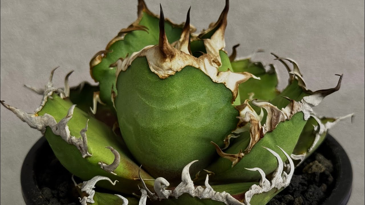 20251222 アガベ・チタノタ シーザー/凱撒（小株）-057｜agave titanota caesar