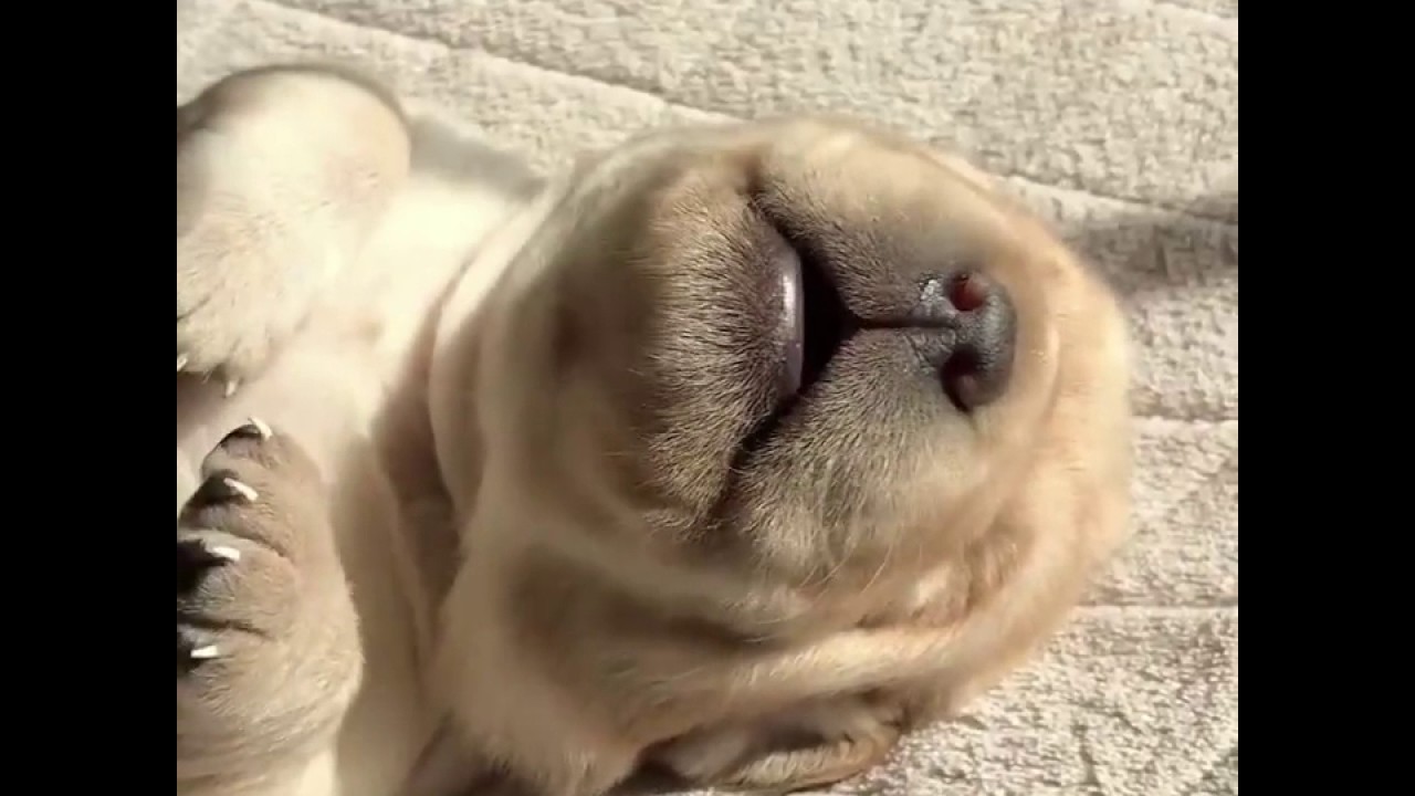 Twoweekold dreaming puppy is amazingly cute YouTube