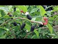 MULBERRIES TARA AT MAGTANIM