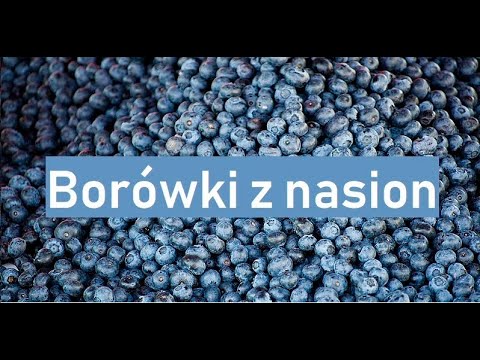 Wideo: Rozmnażanie nasion borówki amerykańskiej – jak wyhodować jagody z nasion