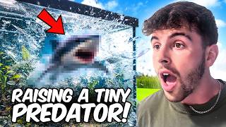 Raising The World's Tiniest Predators!
