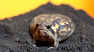 Big and cute Rain frog girl