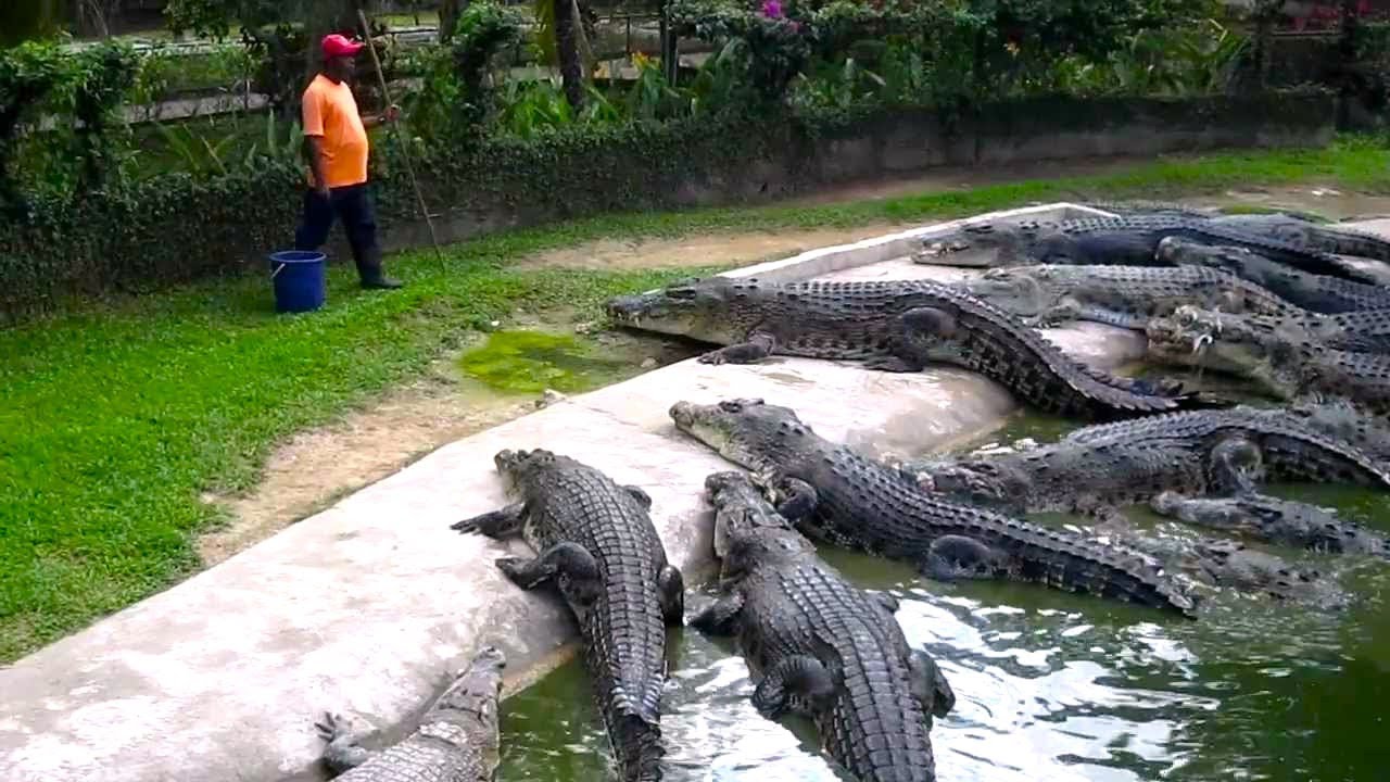 How Asia Farming Crocodile🐊 - Alligator Farming Hravesting Technology - Crocodile Meat Factory