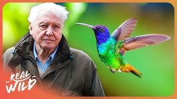 David Attenborough | The Secret Life of Hummingbirds | 4K