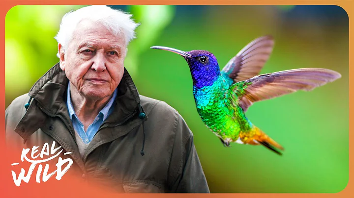 David Attenborough | The Secret Life of Hummingbirds | 4K thumbnail
