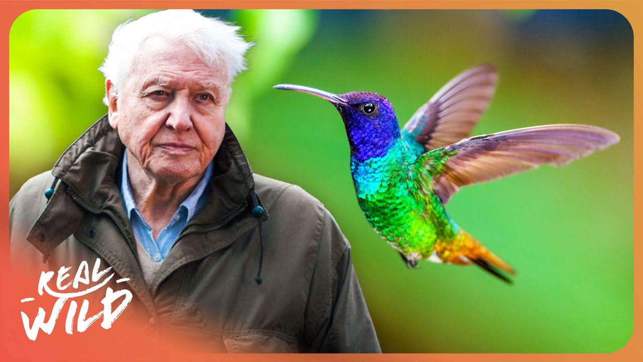 David Attenborough | The Secret Life of Hummingbirds | 4K - YouTube