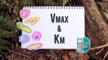 A-Level Biology - Vmax & Km