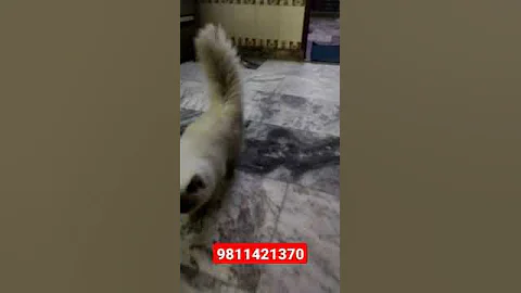 Video 2779481: himalayan male cat, cat semi