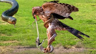 The Tragic End Of The King Cobra After Eating All The Eagle Eggs - Leopard Vs Monkey Eagle Vs Snake