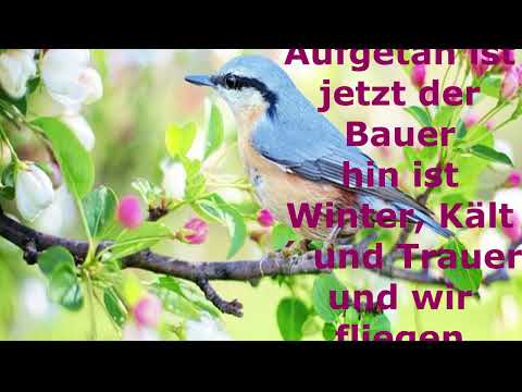 Vögel singen, Blumen blühen