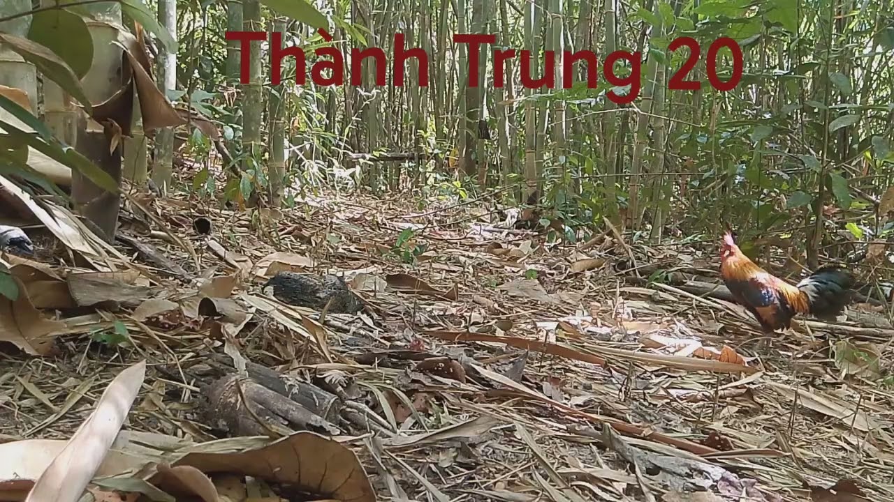 4/2 Clip bổi về đá quá đẹp 