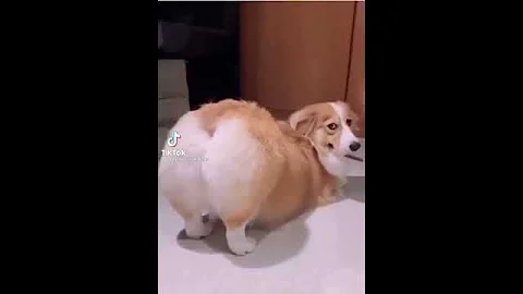 Big Booty Corgi - DayDayNews