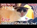 【LIVE】 ガチシャーの『モモ』仔猫部屋に開放・深刻な慢性腎不全『ミッツ』試行錯誤・全国より里親大募集!