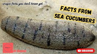 8 Interesting Sea Cucumber Facts, Unique facts you don't know yet…