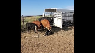 Loading cattle