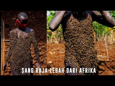 Video: Bagaimana lebah menjadi afrika?