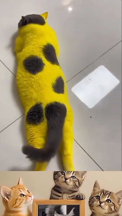 Kucing yang lucu kucing warna kuning. #shorts #shortsviral #kucinglucu #kucing #meonglucu