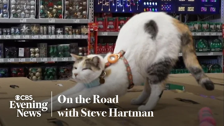 Lowe's employees go above and beyond to find beloved cat that disappeared onto freight truck