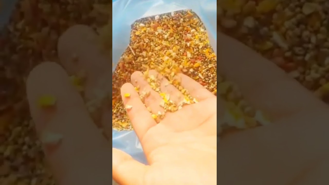 aseel chicks fast growth tips 