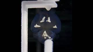 Time Lapse of a Mouse Brain Clearing