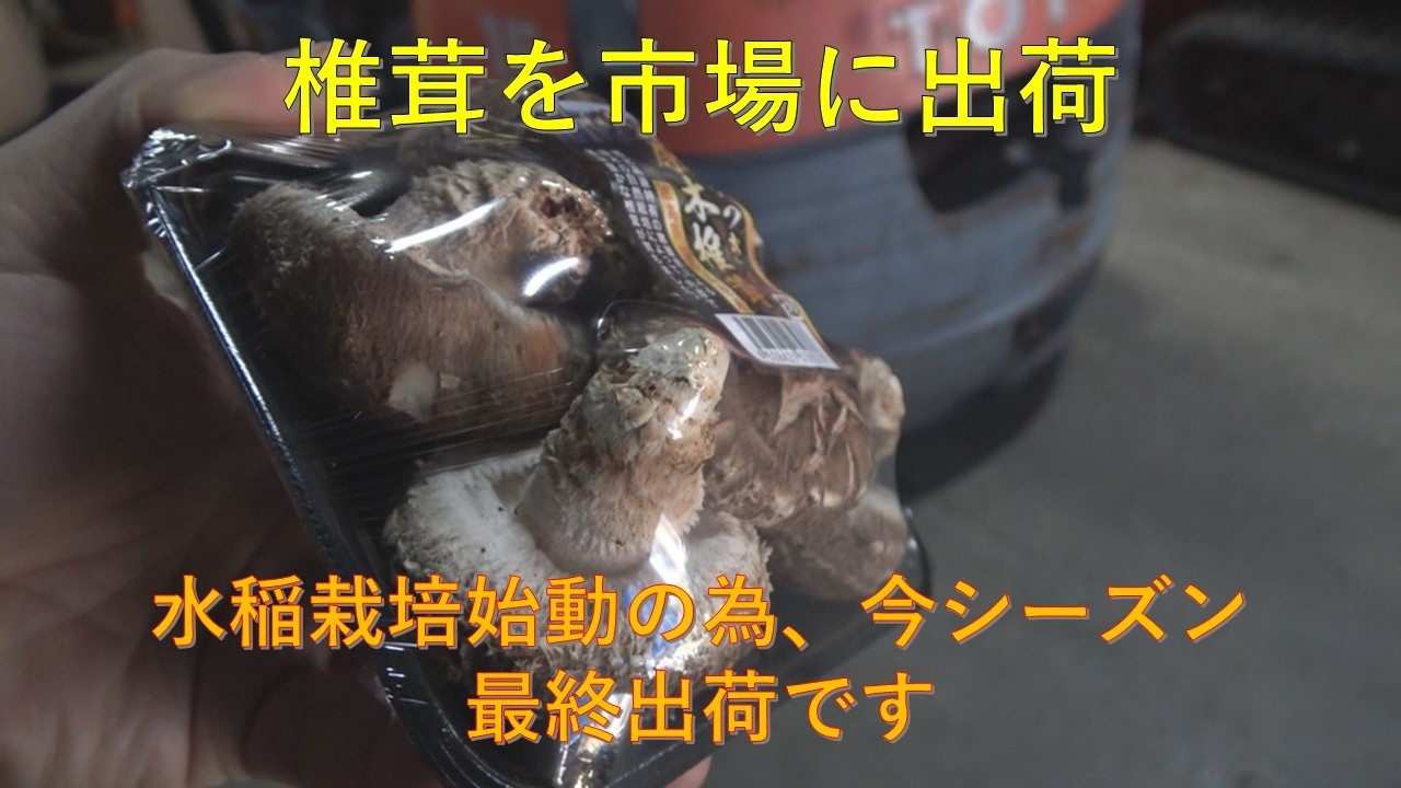 第７３８回　椎茸を市場へ出荷